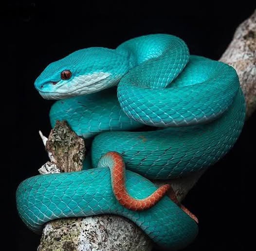 Bright turquoise snake coiled on branch with black background