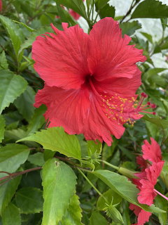 Close-up of a large red hibiscus flower with yellow stamen among green leaves