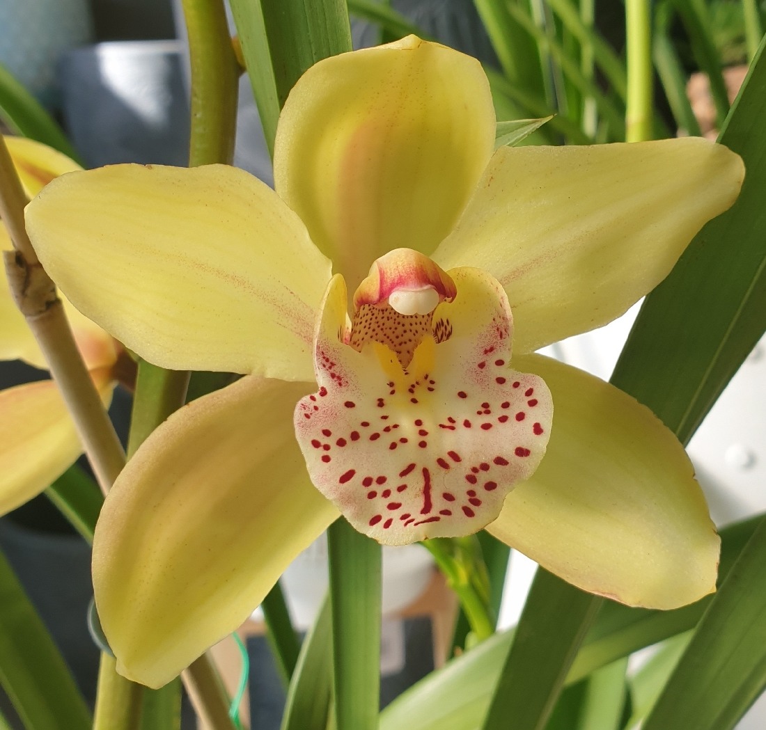 Yellow cymbidium orchid with spotted center and green leaves in background