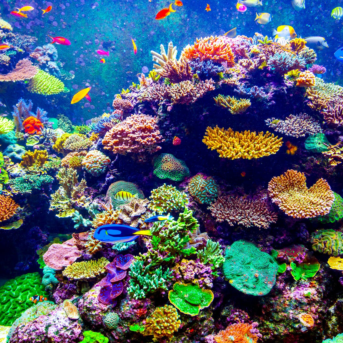 Colorful coral reef with tropical fish swimming in blue ocean water