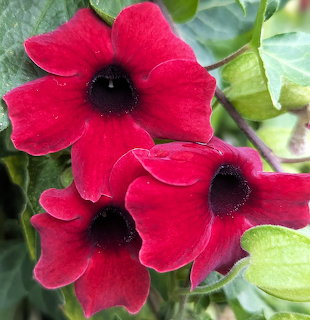 Red Black-Eyed Susan