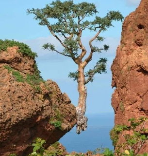Lone tree standing between red rock cliffs with blue sea and sky behind