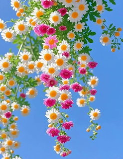 Hanging Daisies in Bloom