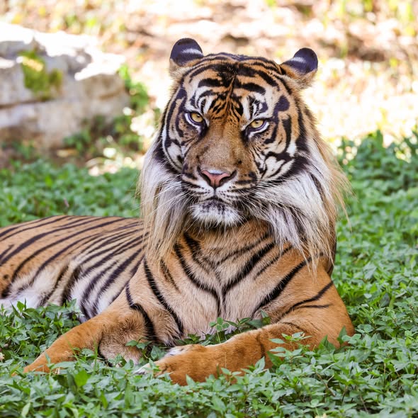 Resting Bengal Tiger