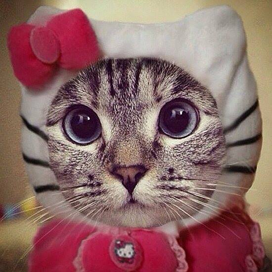 Gray tabby cat wearing white cat ear hood and pink bow, looking at camera with large eyes