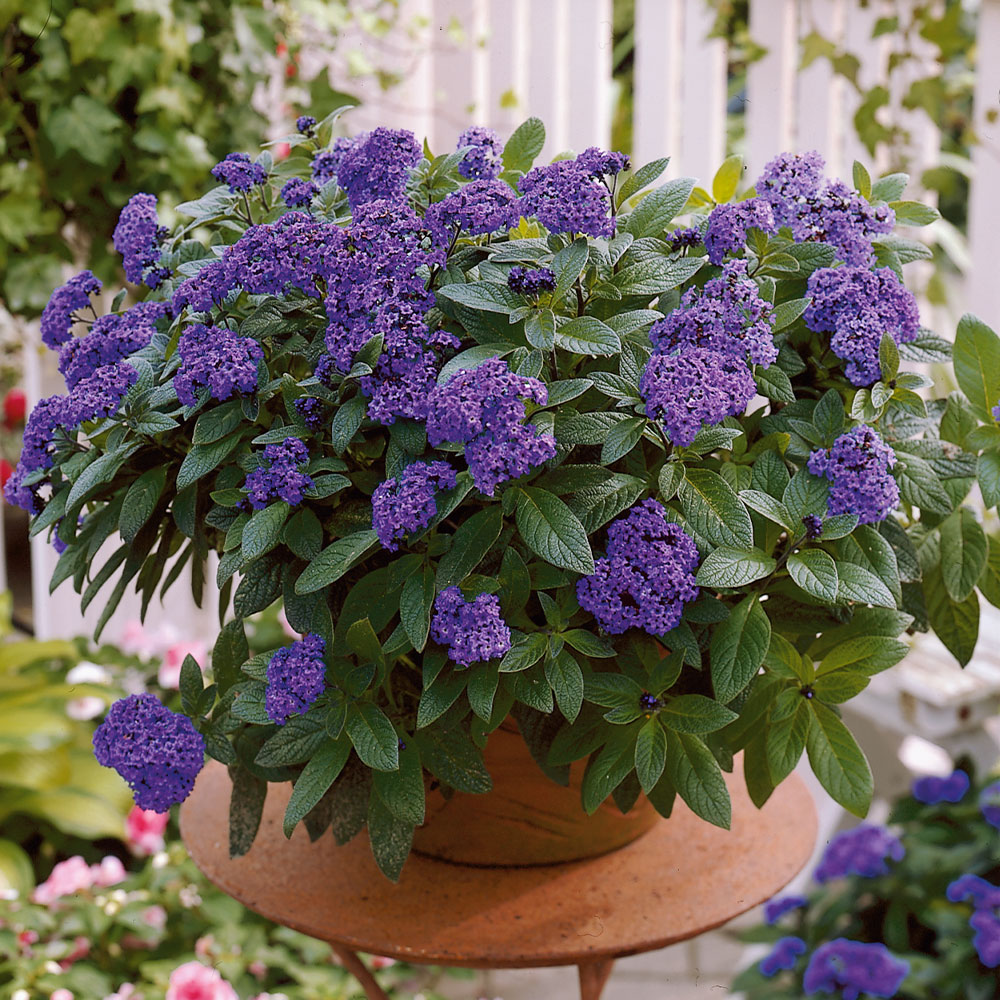 Terracotta pot with lush purple flowers and green leaves in a garden