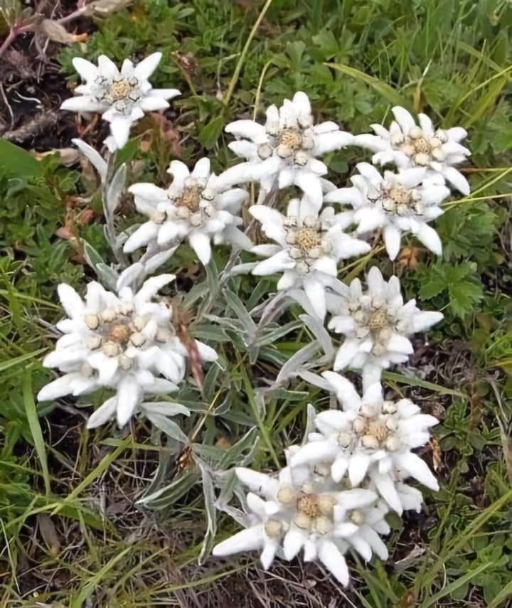 White edelweiss flowers blooming in green grass