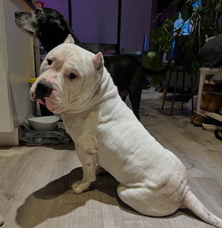 White dog sitting on a wooden floor indoors with two dogs in the background