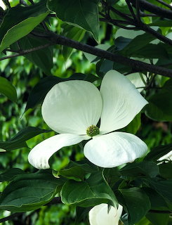 White Dogwood Blossom