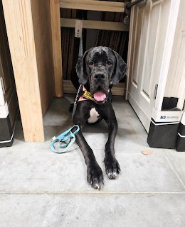 Black Labrador-type dog lying under a wooden table on a tiled floor indoors