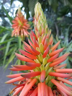 Close-up of an orange flower spike with green leaves in the background
