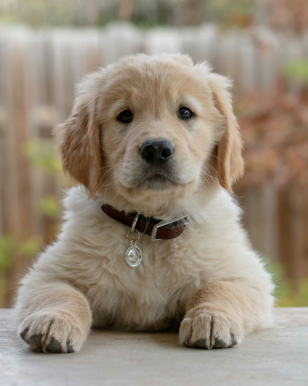 Golden retriever puppy with fluffy fur and brown collar resting paws on white surface
