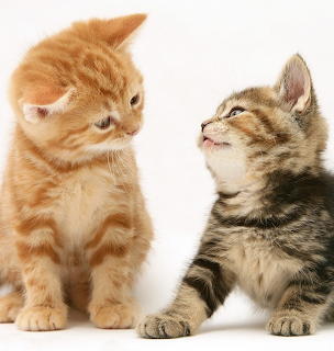 Two Kittens Face to Face