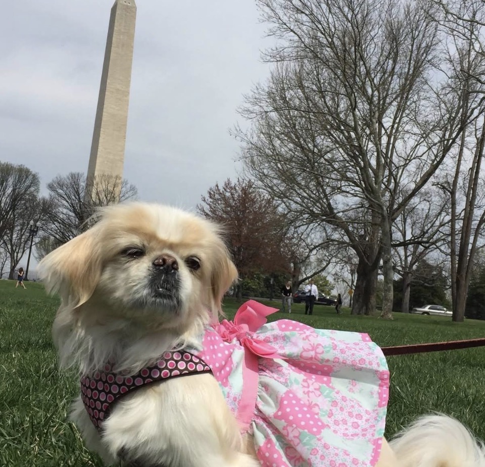 Small Pekingese dog in pink dress sitting on grass with Washington Monument in background