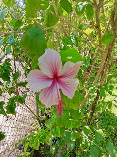Pink hibiscus flower with delicate petals surrounded by lush green leaves in natural garden light