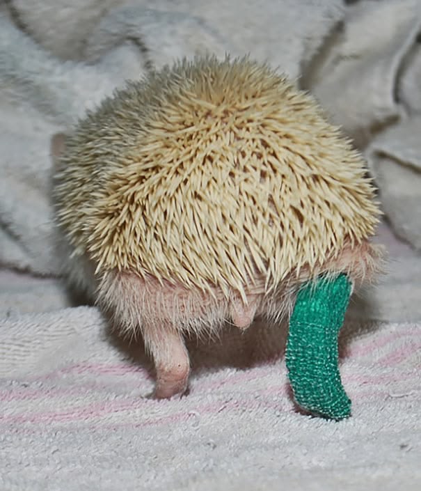 Hedgehog With Green Bandage