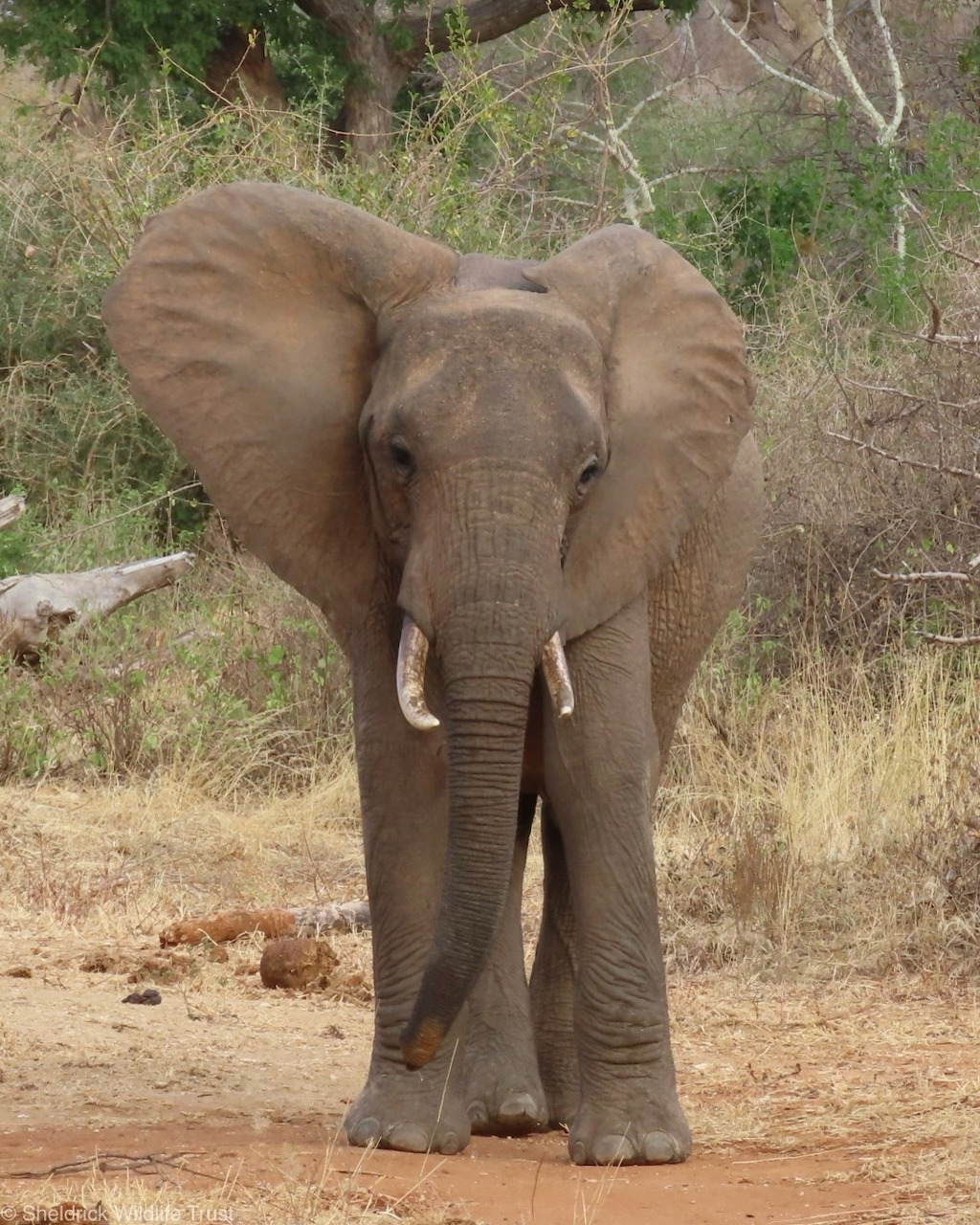 Young elephant standing on dry grassland facing the camera