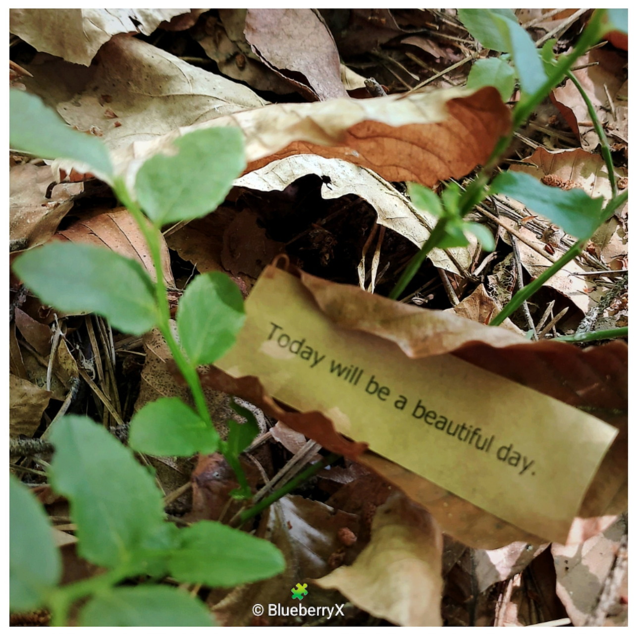Paper note with inspirational text lying among dry leaves and green plants on forest ground