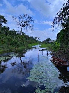 Calm tropical creek with water lilies, a wooden boat, and lush jungle vegetation in Suriname