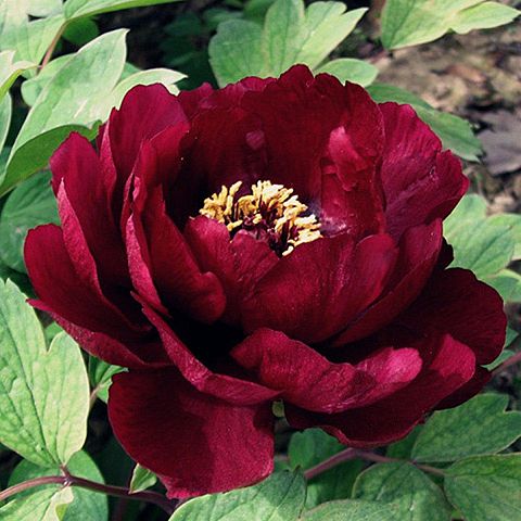 Deep red Japanese tree peony flower with golden stamens surrounded by green leaves