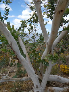 White-barked tree with smooth pale branches and green foliage against a partly cloudy sky