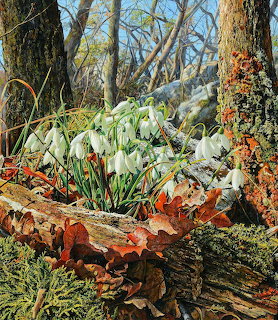 Painting of white snowdrop flowers bloming on a forest floor surrounded by fallen leaves and mosy bark
