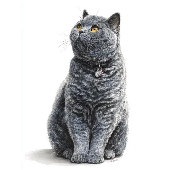 Gray short-haired cat with yellow eyes sitting on white background
