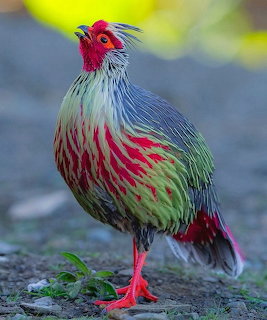 Blood pheasant with red head and streaked green plumage standing on rocks