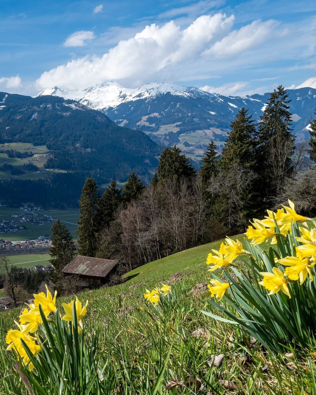 Yellow daffodils on a green Alpine hillside with snow-capped mountains and a wooden cabin in the background