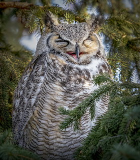 Great horned owl with open beak perched in pine tree branches