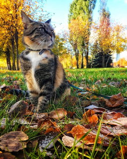 Tabby cat sitting in grass with autumn leaves and trees