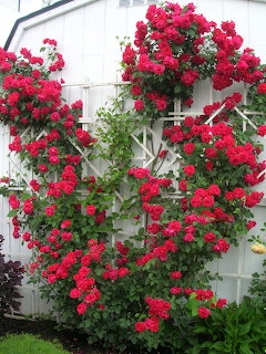 Red climbing roses blooming abundantly on white wooden garden arbor