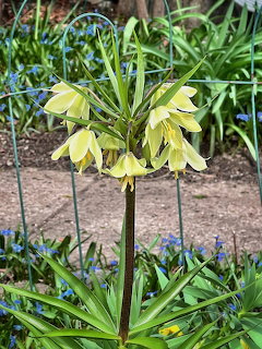 Fritillaria Yellow Flowers
