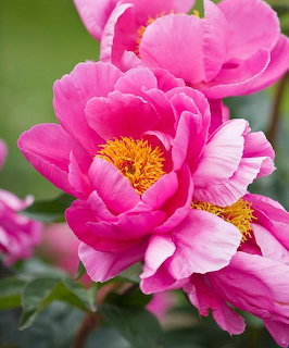 Pink Peonies