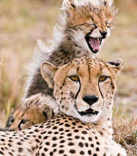 Cheetah cub yawning on top of mother cheetah's head in savanna grassland