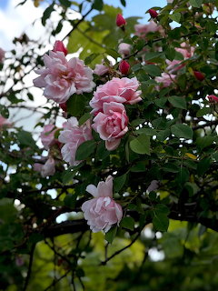 Light pink roses growing on leafy green stems in a garden