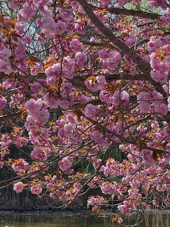 Pink cherry blossom flowers densely covering tree branches