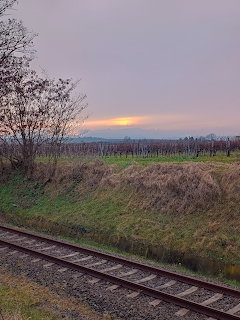 Railway tracks alongside a vineyard at sunset with muted orange sky and bare winter vines