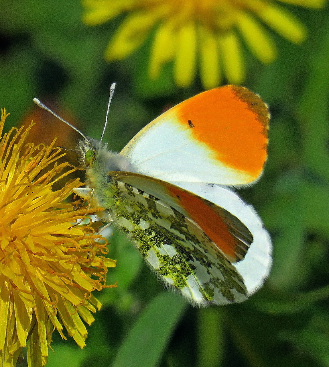 Orange and white butterfly perched on a yellow dandelion flower