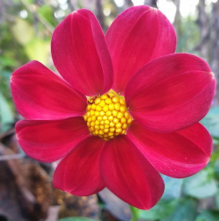 Close-up of a deep pink dahlia flower with a yellow center