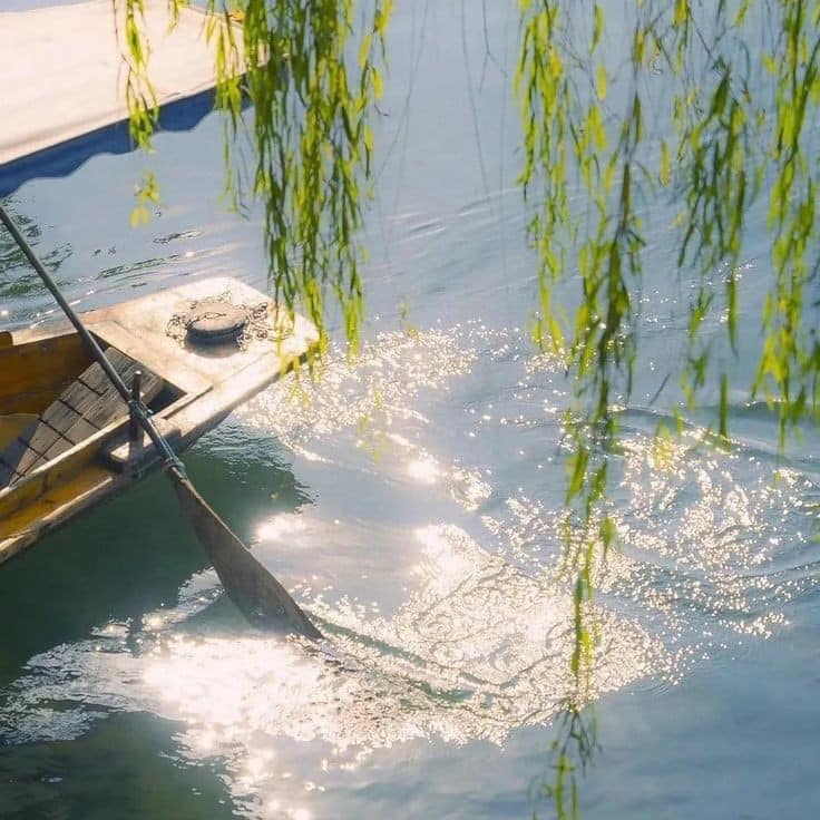 Willow branches hanging over calm water with boat dock and sunlight reflections