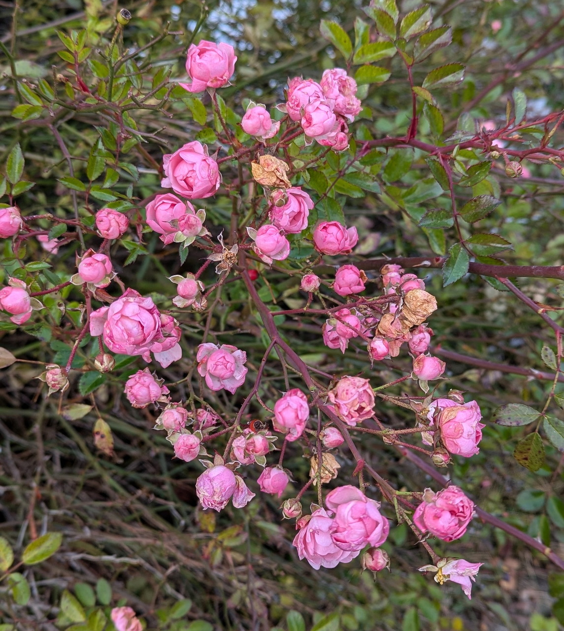 Pink roses blooming on a green rose bush outdoors