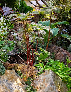 Rogersia plant with red stems and green leaves growing between rocks in a garden with surrounding greenery
