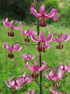 Pink Lily Flowers