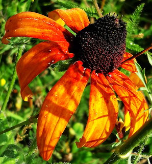 Orange Coneflower Close-Up