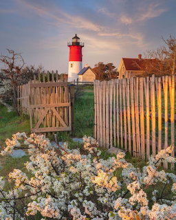 Red and white lighthouse behind wooden fence with white flowers at sunset