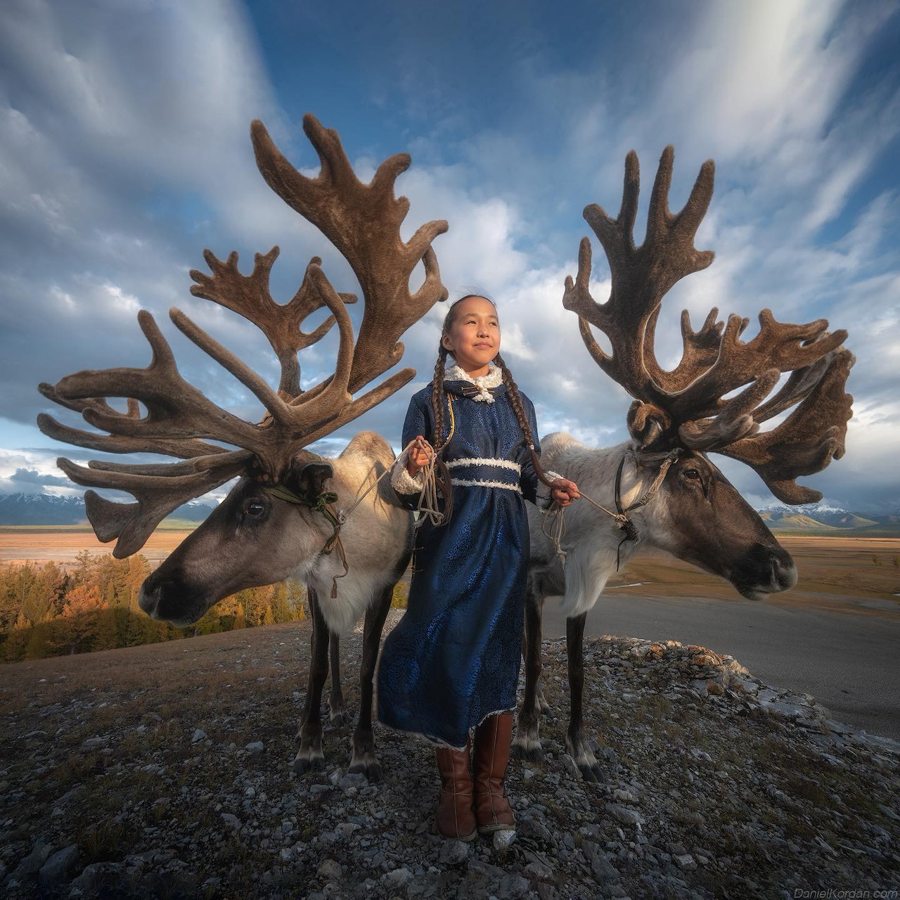 Woman in traditional blue Mongolian dress standing between two reindeer with impressive antlers against cloudy sky