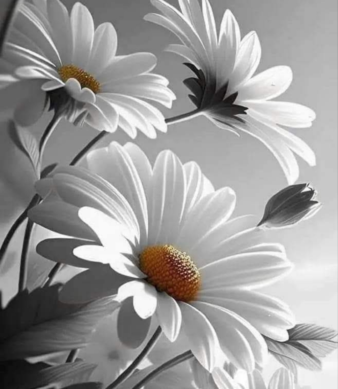 Black-and-white close-up of white daisy flowers with buds and stems