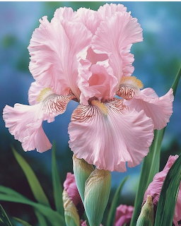Close-up of a pink iris flower with ruffled petals and green stems
