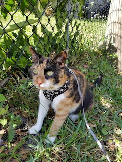 Calico Cat in Garden